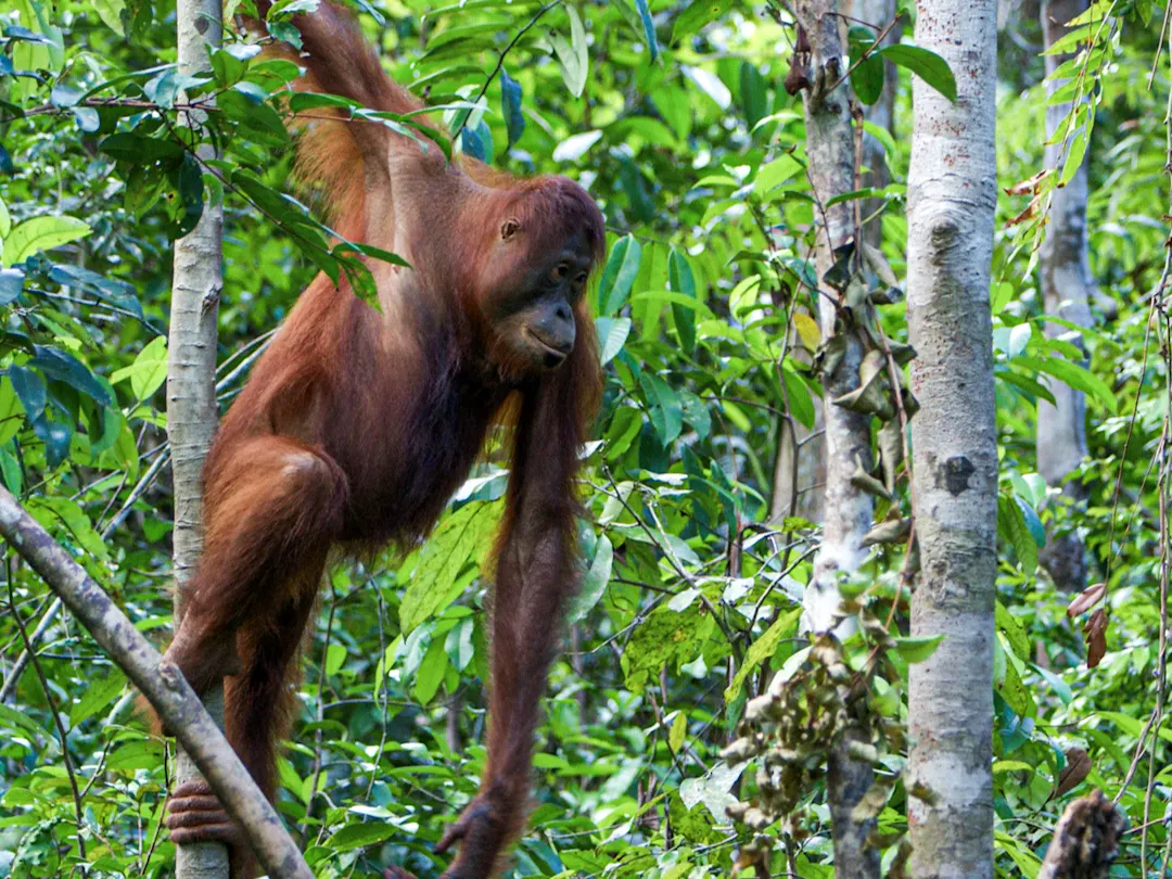 Orang-Utan klettert im tropischen Regenwald, Tanjung-Puting-Nationalpark, Borneo, Indonesien.