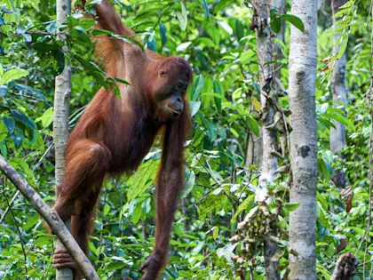 Circuit à Bornéo - Image 1