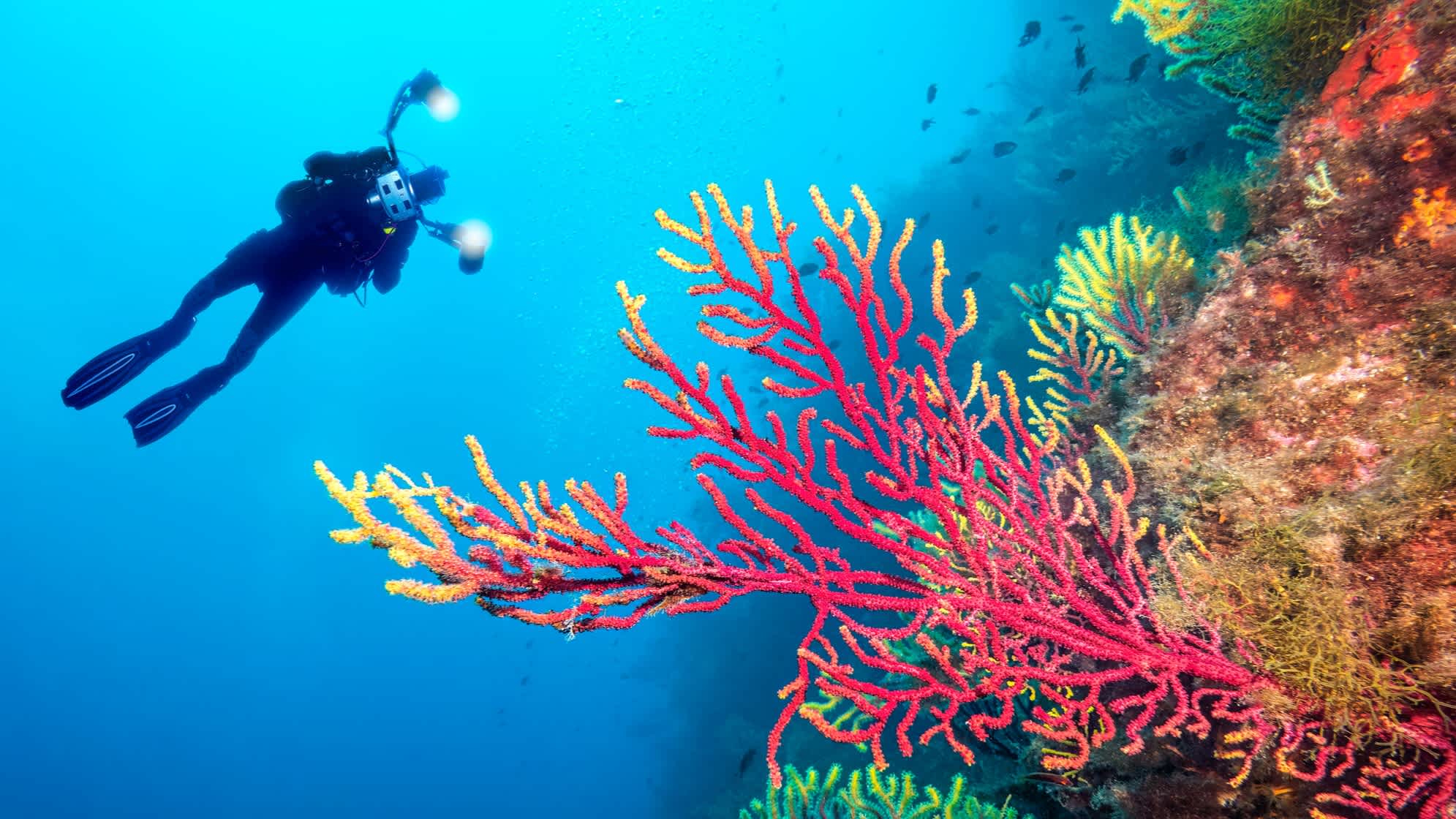 Taucher an der Costa Brava schaut sich Unterwasserpflanzen an