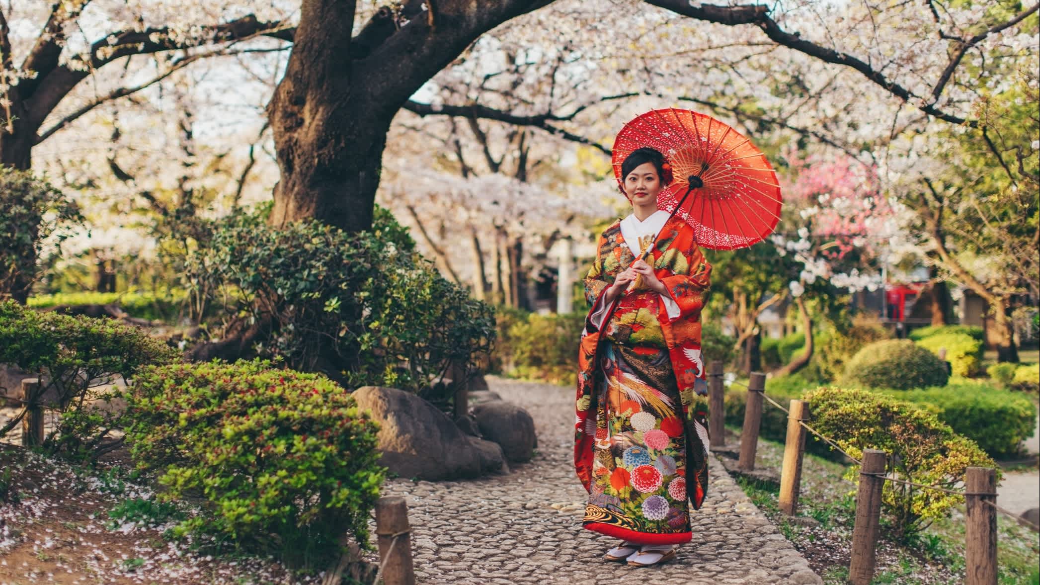 Schöne Japanerin in Kimono bei der Kirschblütenzeit, Japan. 