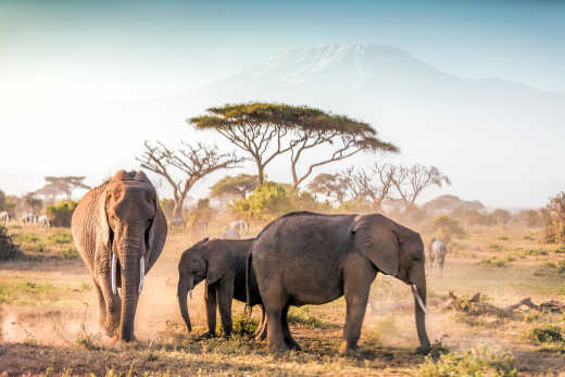 Éléphants d'Amboseli avec le Kilimandjaro en arrière-plan, parc d'Amboseli, au Kenya