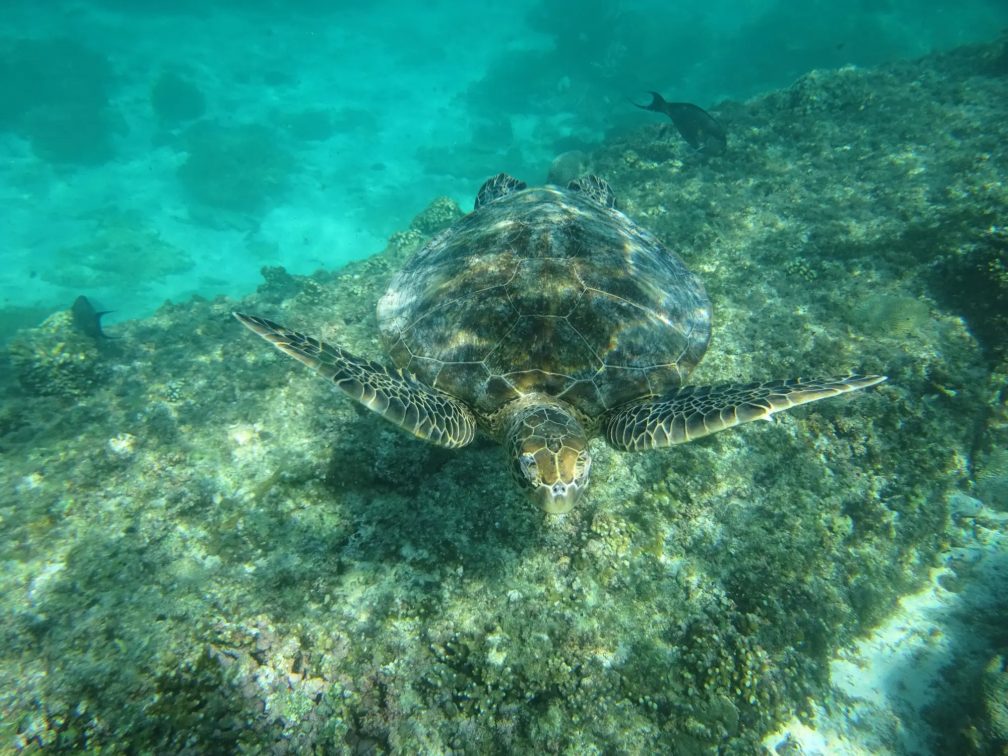 Grüne Meeresschildkröte unter dem Wasser auf den Daymaniyat-Inseln, Al-Mussanah, Oman.