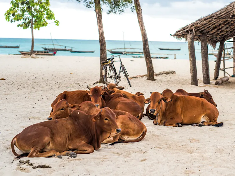 Sansibar, Tansania Eine Gruppe brauner Kühe entspannt auf einem Sandstrand in Sansibar, Tansania.