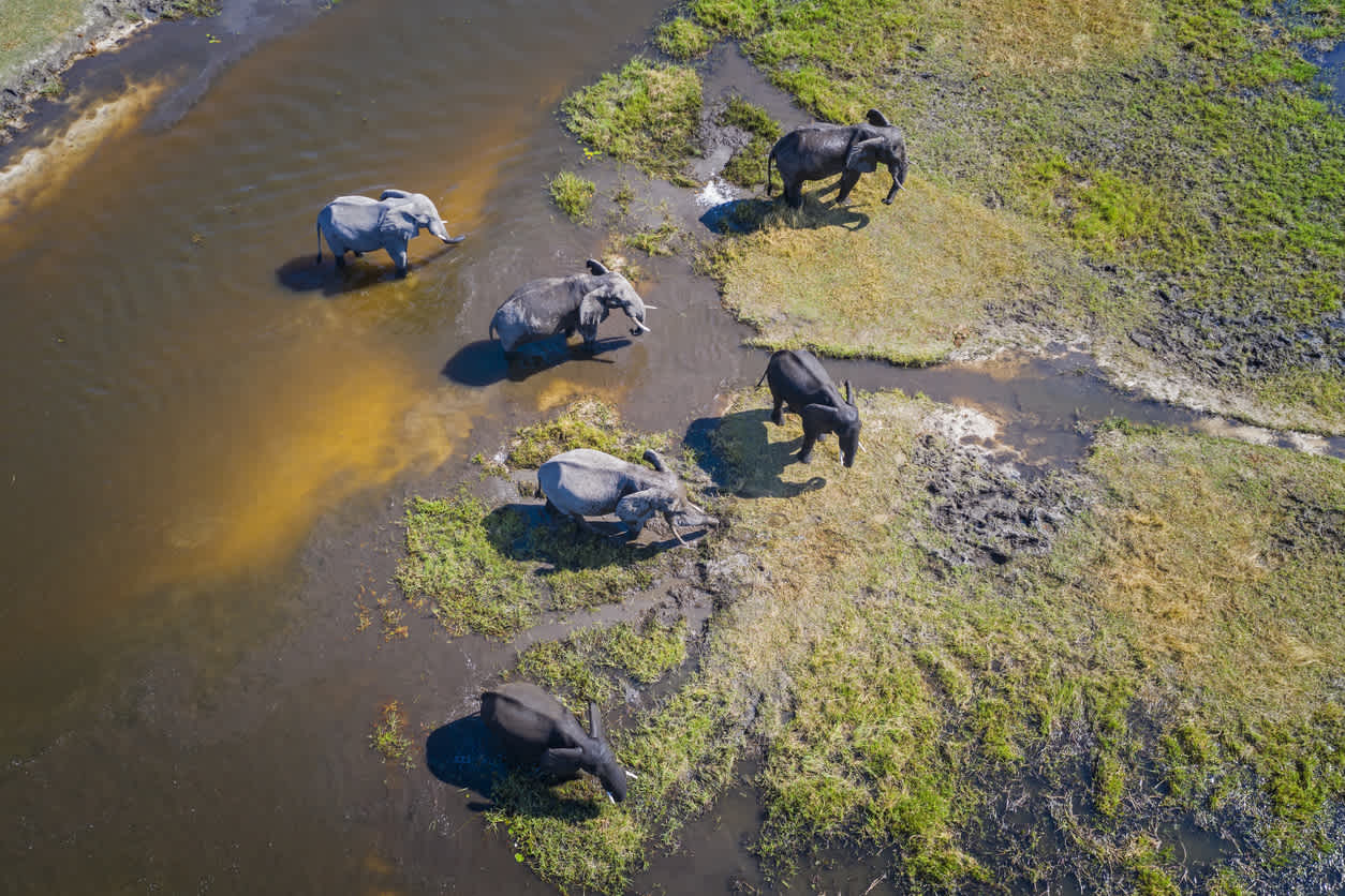 Admirez le fabuleux Delta de l'Okavango pendant votre voyage au Botswana et nature environnante comme ici avec troupeau d'éléphants en train de traverser une rivière.