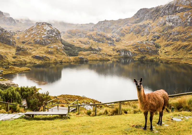 Cuenca, Cajas, Ecuador Lama im Nationalpark Cajas, Cuenca, Ecuador