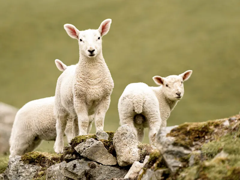 Junge Lämmer stehen auf einer mit Moos bedeckten Steinmauer. Snowdonia, Wales, Vereinigtes Königreich.