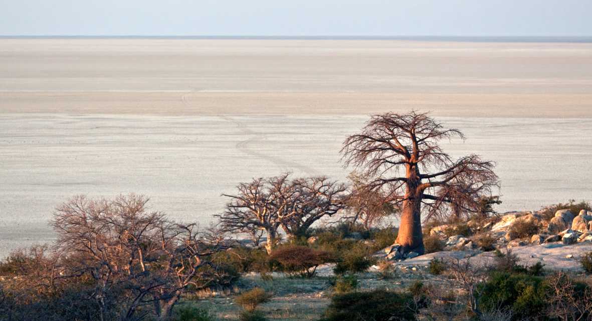 Baobab Bäumen neben dem großen Salzwasser-pan-Stil 