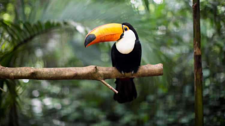 Entdecken Sie die reiche Tierwelt Zentralamerikas auf einer Costa Rica Rundreise.