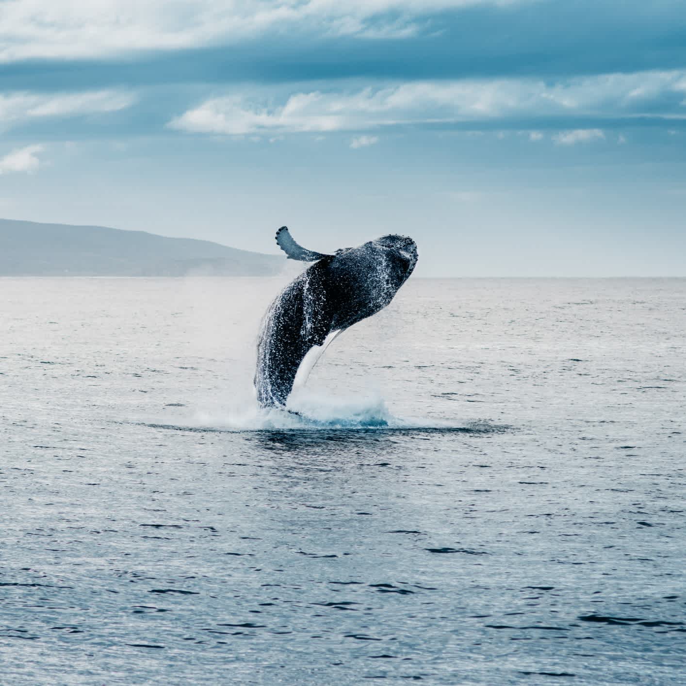 Wal springt aus dem Ozean