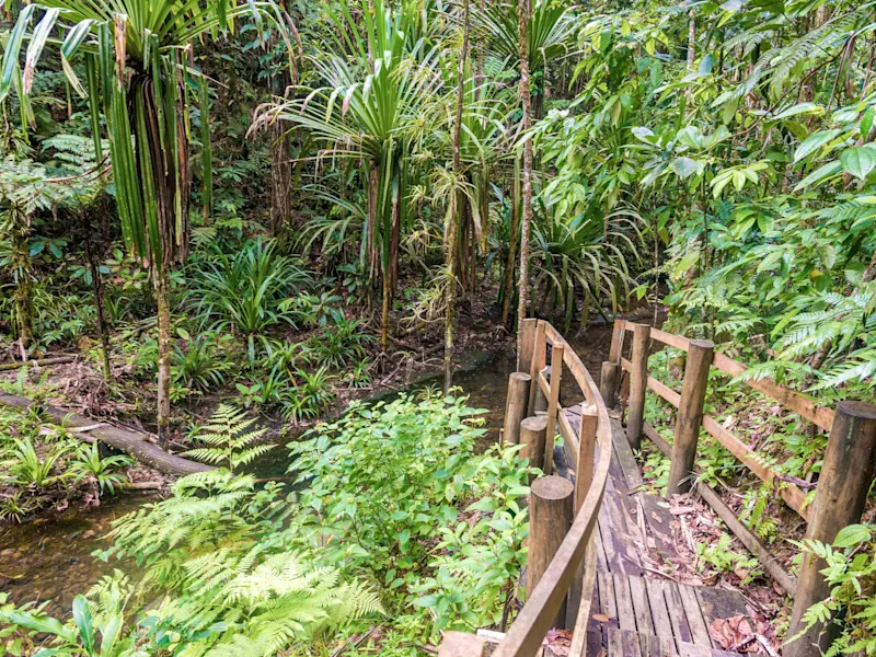 Suva, Zentral-Division, Fidschi Holzpfad durch üppigen tropischen Regenwald mit grüner Vegetation. Suva, Zentral-Division, Fidschi.