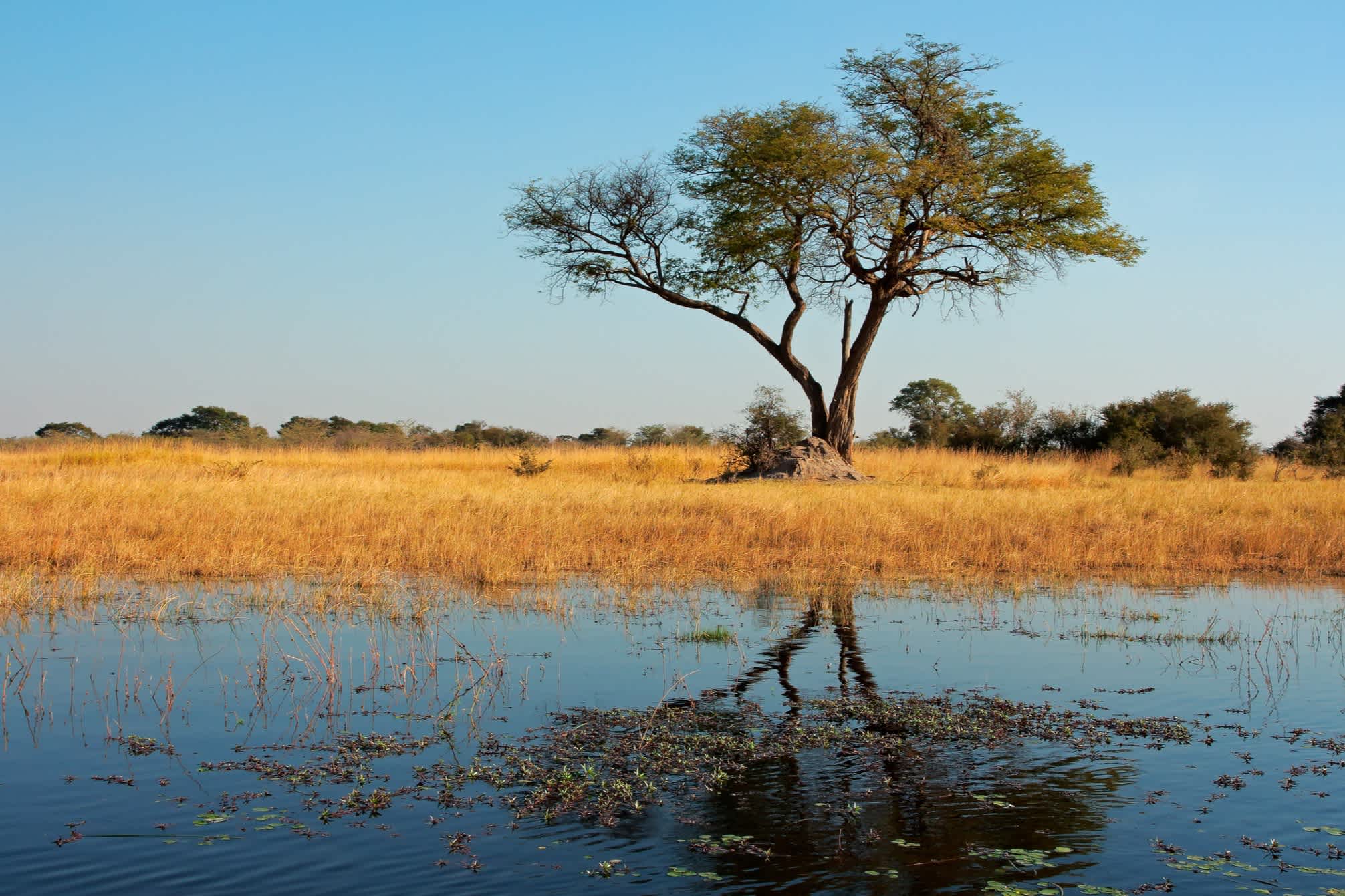 Sumpfgebiet in Namibia