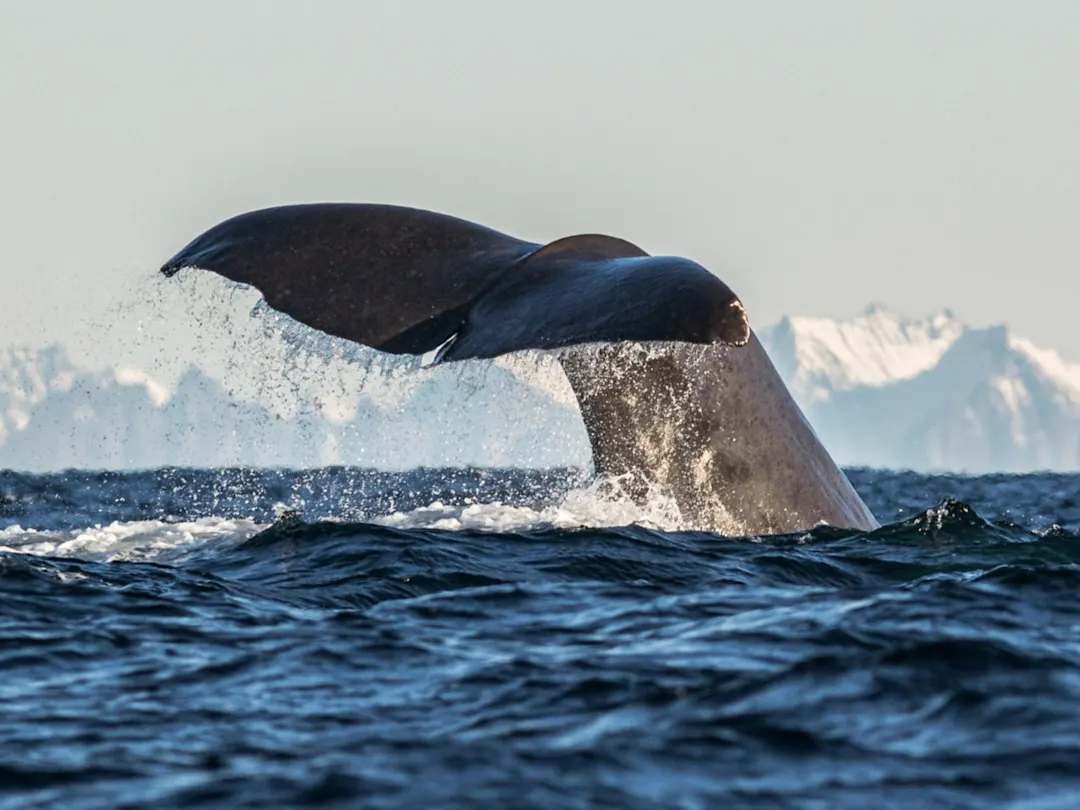Pottwal taucht ab und hebt seine Fluke aus dem Wasser, mit schneebedeckten Bergen im Hintergrund. Tromsø, Norwegen.