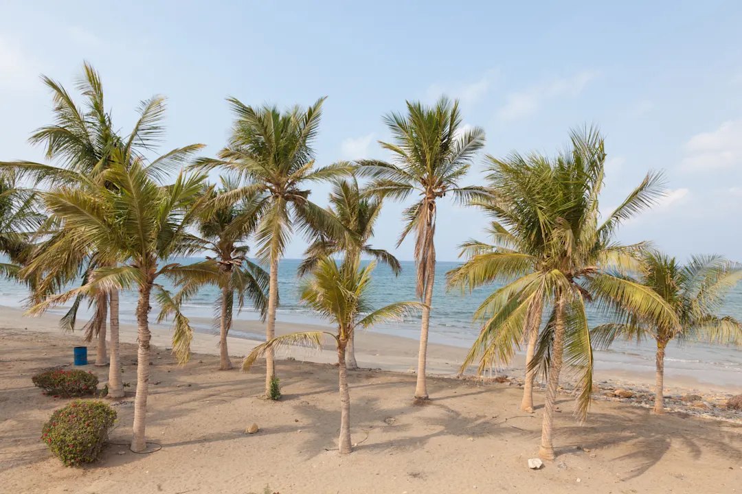 Palmen am Qurum-Strand in Muscat, Oman.