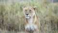 Une magnifique lionne prise en photo dans le Parc du Serengeti pendant un safari en Tanzanie.
