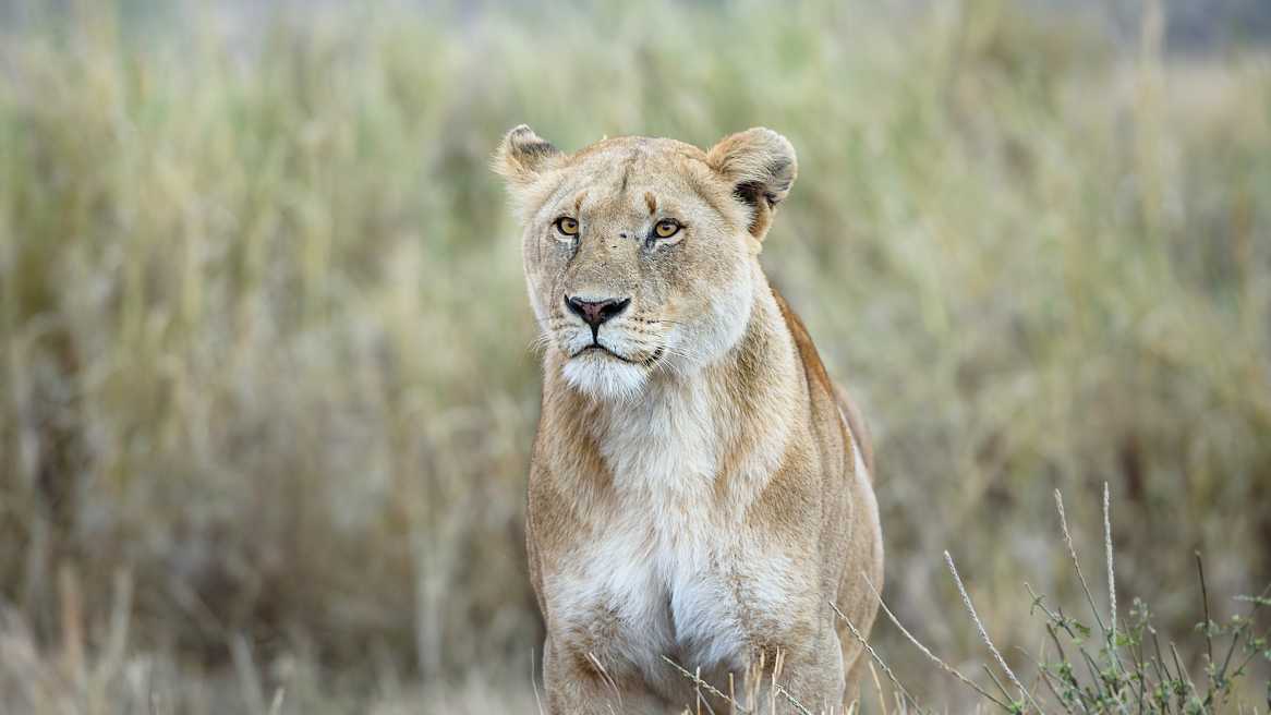 Discover beautiful lions in the Serengeti on a Tanzania safari