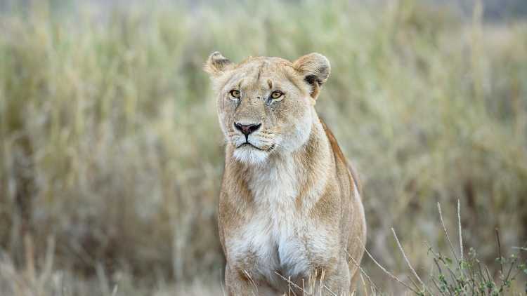 A lioness in Serengeti, Tanzania