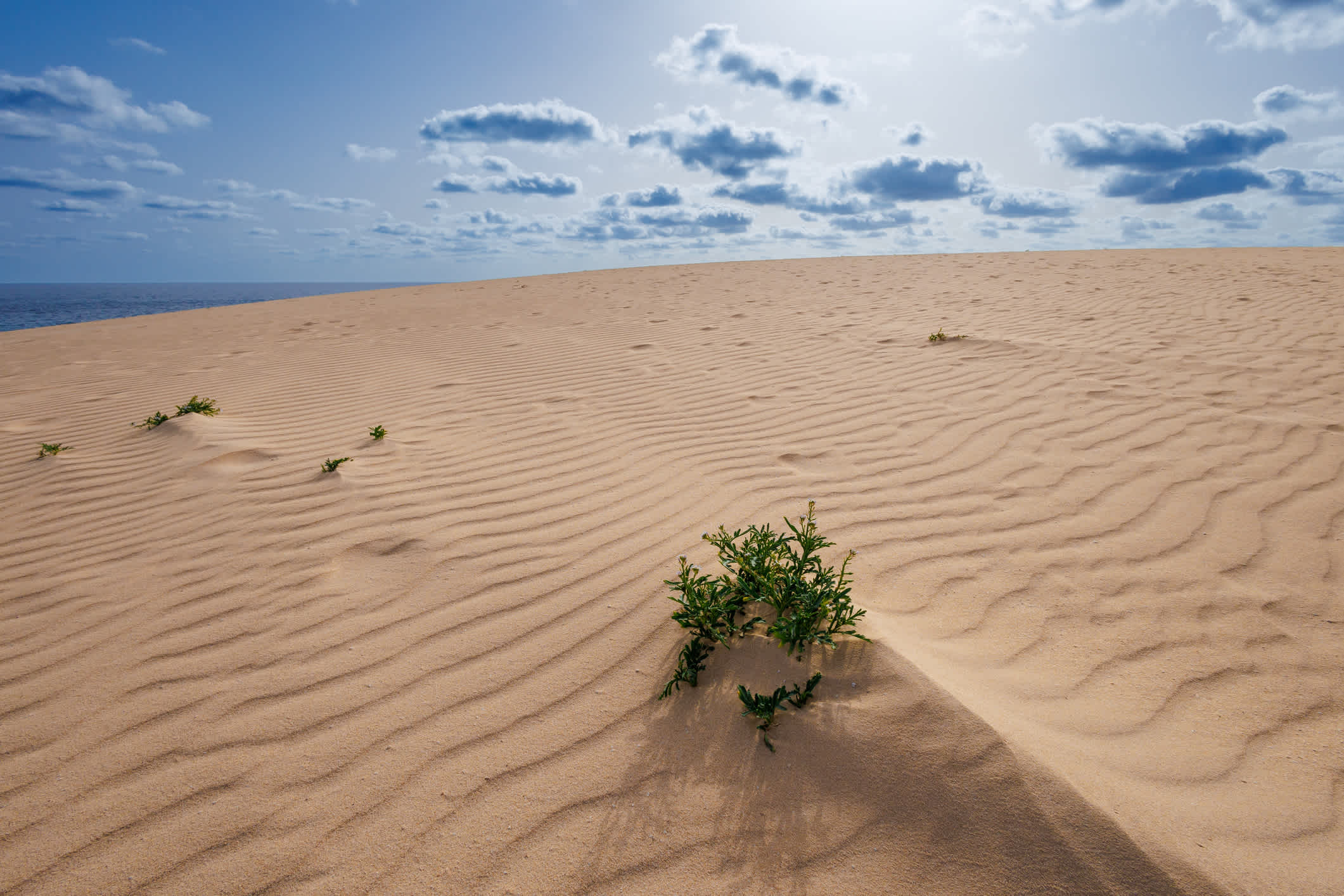 Dune de sable dans le parc naturel de Corralejo aux Canaries