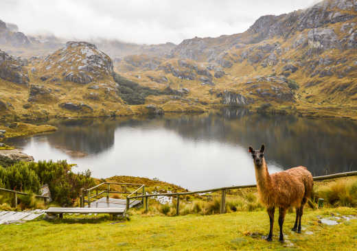 Andenhochland mit einem Lama, Andenhochland mit einem Lama, Ecuador.
.