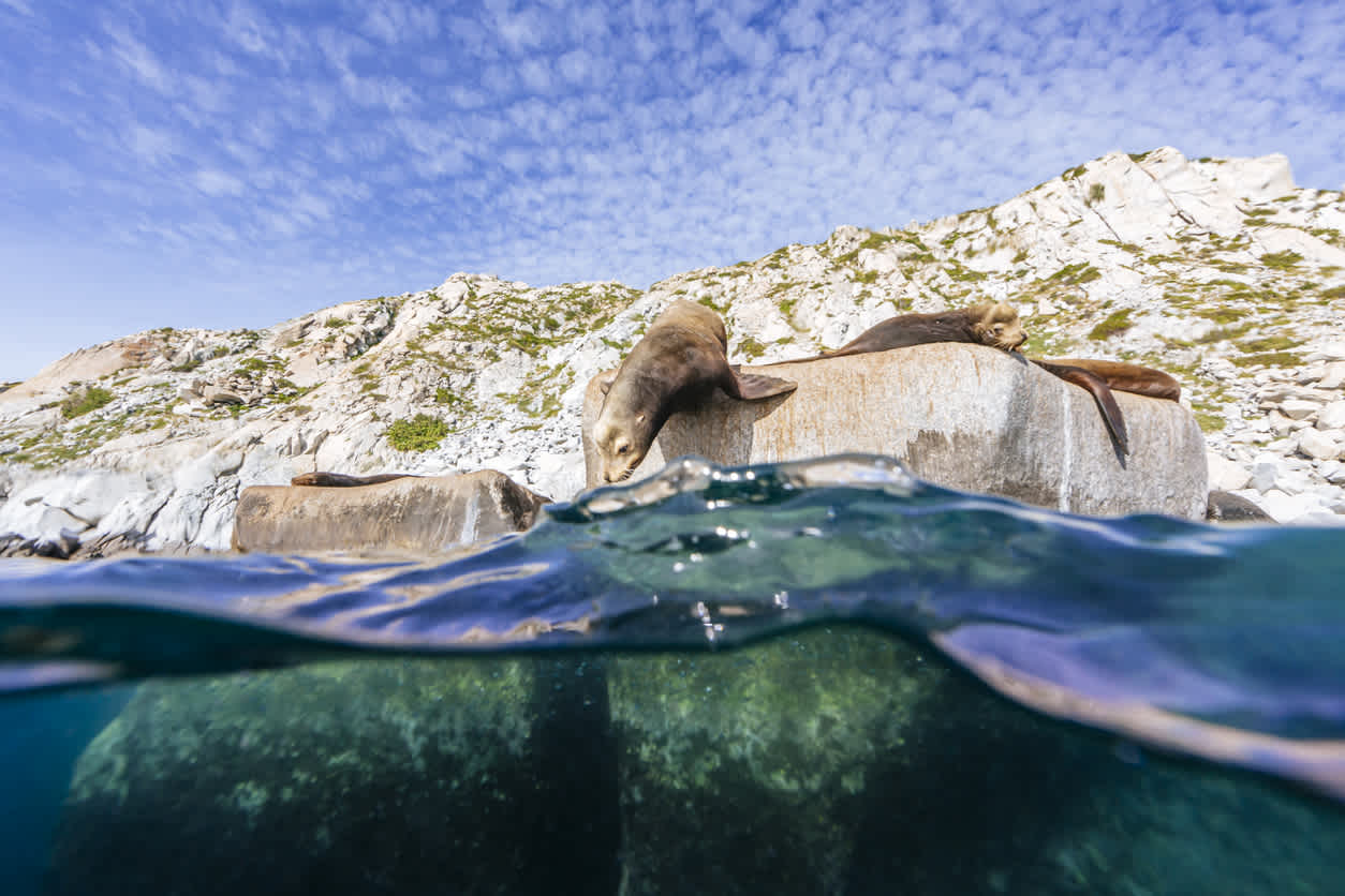 Lions de mer de Californie dans le parc national de Cabo Pulmo en Basse-Californie du Sud, Mexique