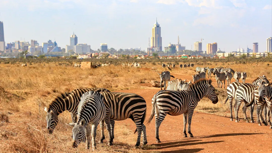 Zebras grasen in der Savanne mit der Skyline von Nairobi im Hintergrund. Nairobi, Nairobi County, Kenia.