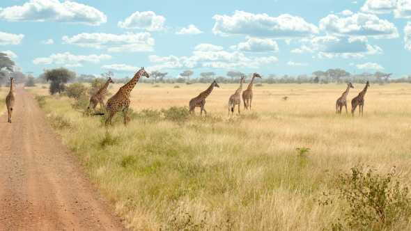 Giraffen in het Arusha Nationaal park tijdens reis door Tanzania