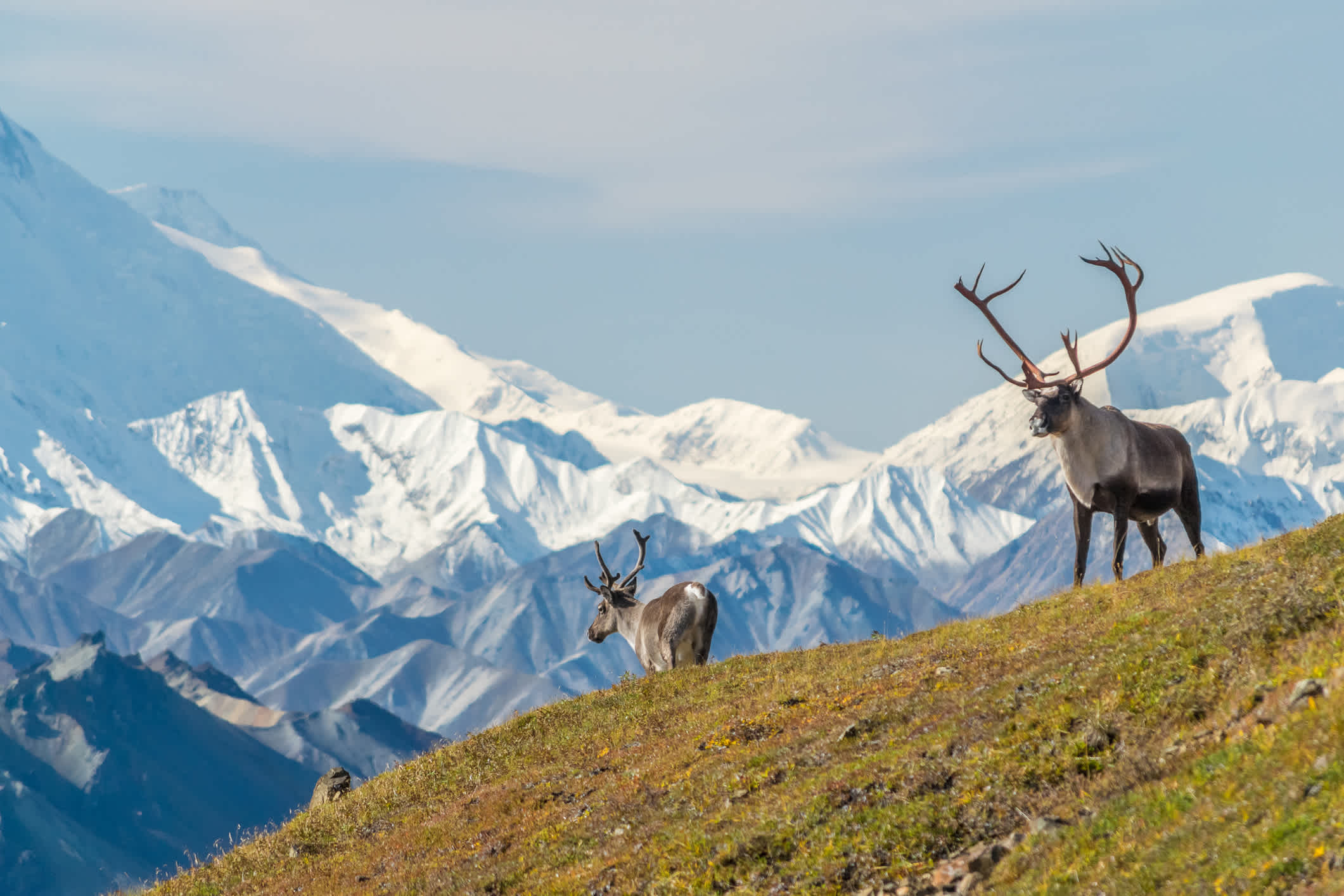 Deux élans dans le parc national de Denali en Alaska
