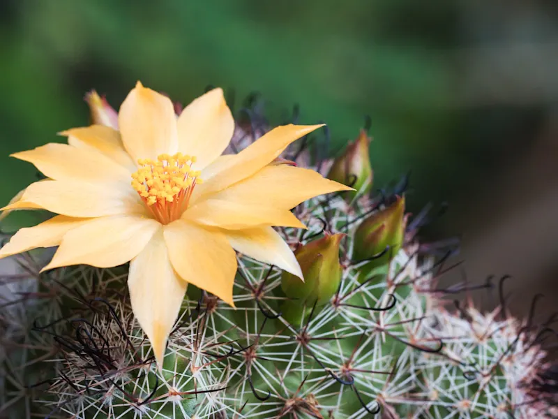 Phoenix, Kakteenblume, USA Nahaufnahme einer blühenden Kakteenblume mit gelben Blüten und grünen Knospen. Phoenix, Arizona, USA.