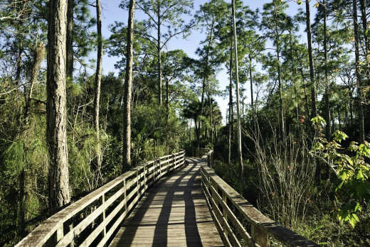 Vue depuis un pont en bois dans le Sanctuaire Corkscrew Swamp, en Floride