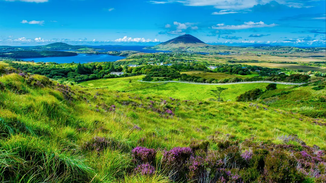 Europe, Ireland, Connemara,  green hillside with purple wildflowers and blue sky beyond.