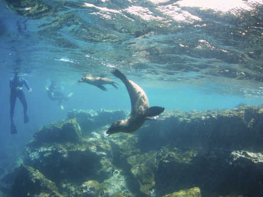 Aufnahme von Tauchern, die mit Seelöwen schwimmen.