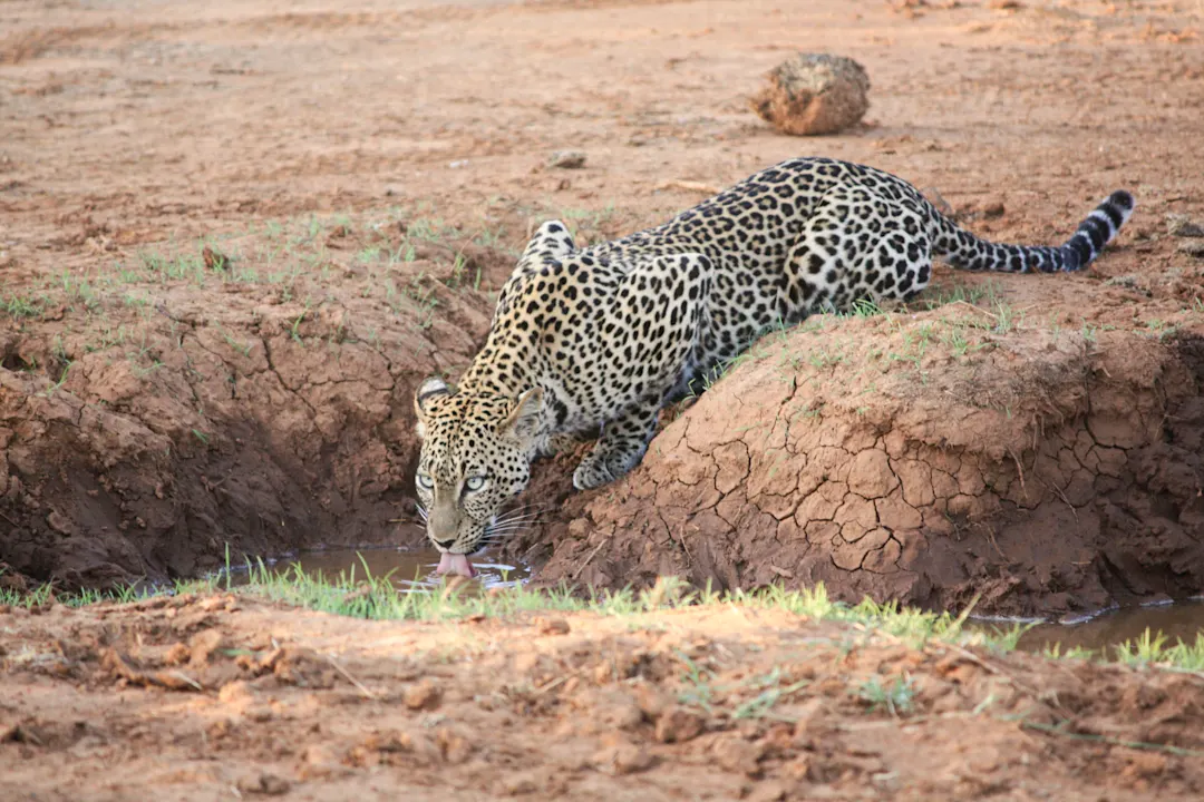 Kenia, Samburu Léopard qui boit l'eau d'une flaque dans le parc de Samburu au Kenya