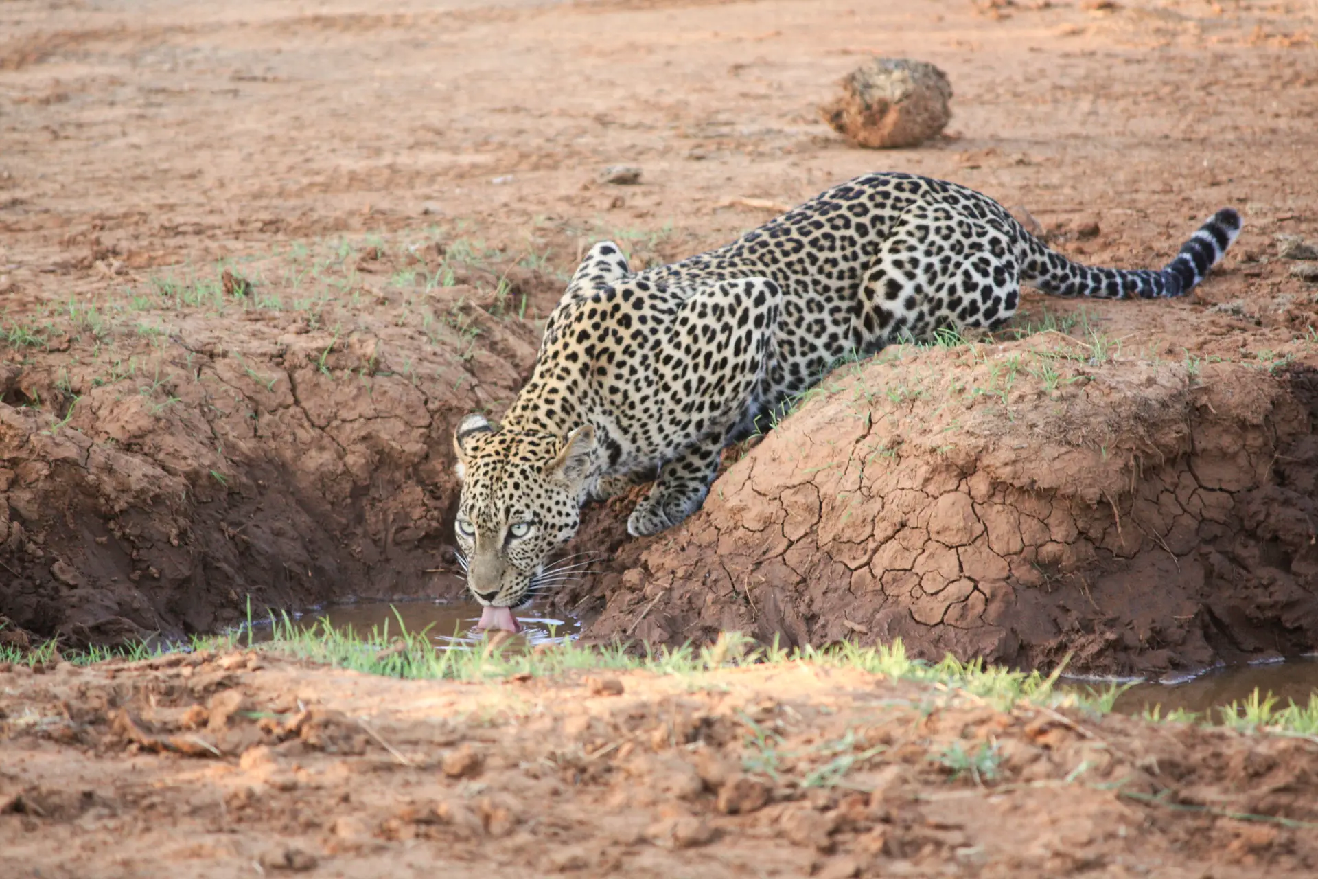 Kenya, Réserve de Samburu, léopard Kenya, Réserve de Samburu, léopard