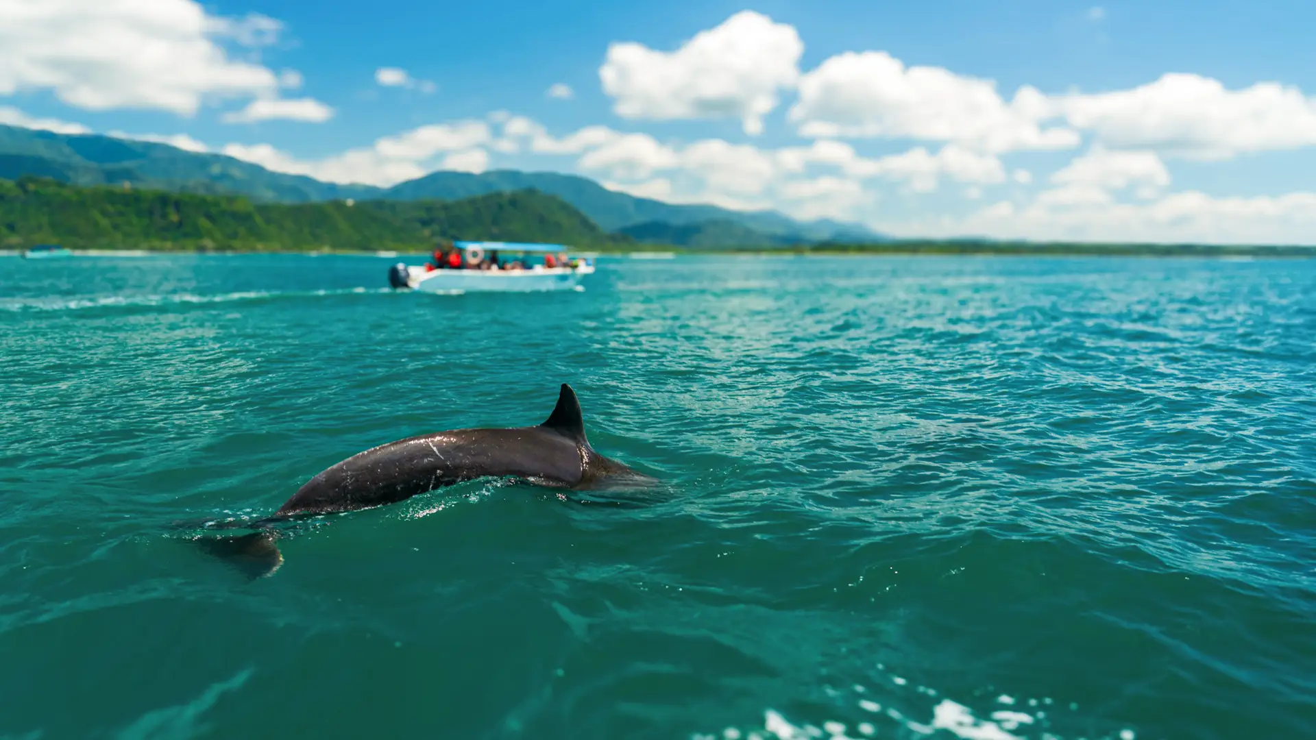 Delfin- und Walbeobachtungsboot in Uvita, Costa Rica 