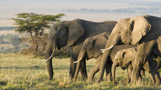 Gruppe der afrikanischen Elefanten in freier Wildbahn.