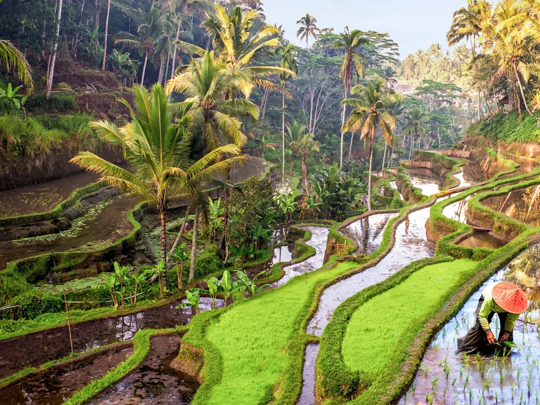 Reisfelder in Terrassenform mit Palmen. Tegallalang, Bali, Indonesien.