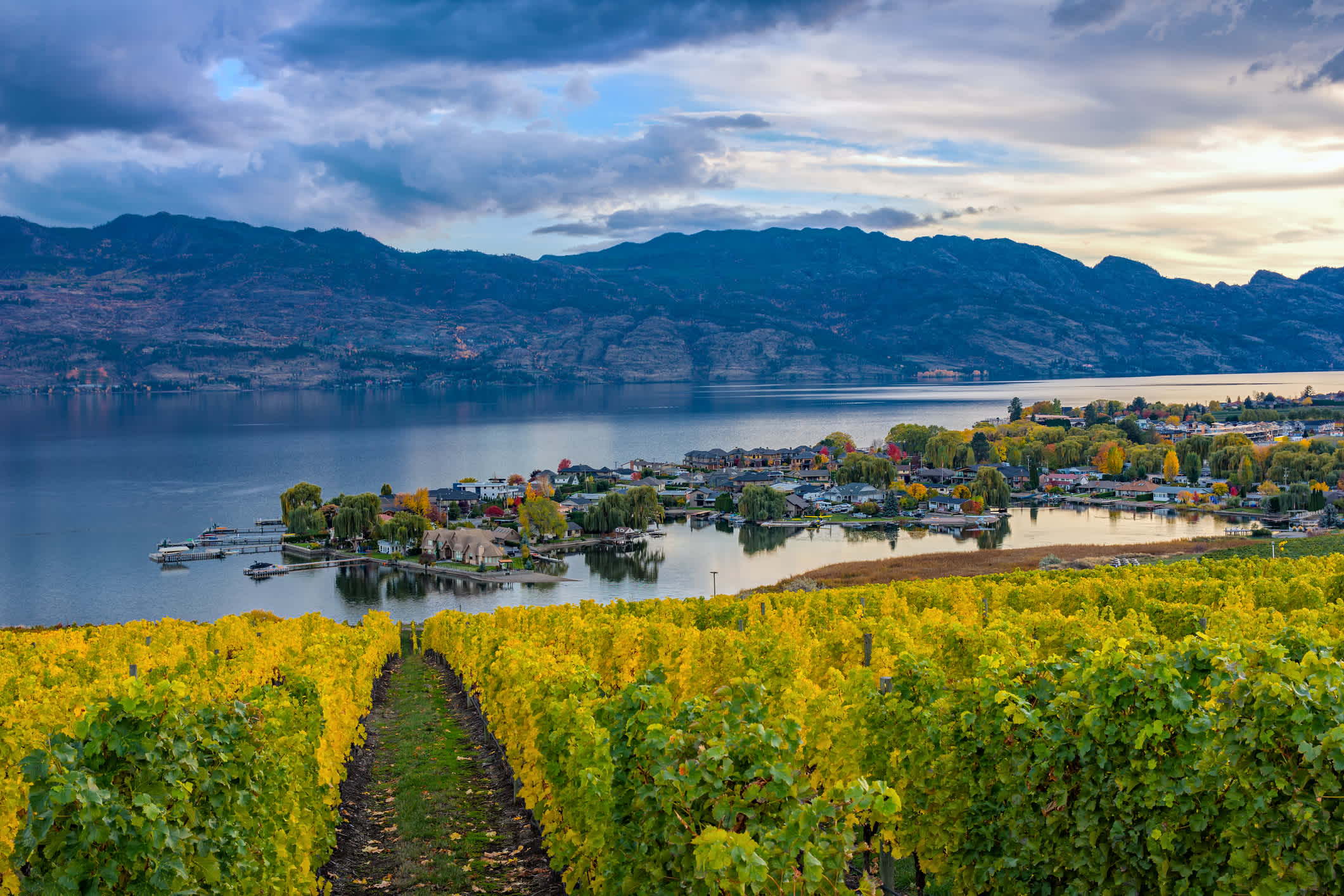 Weinberg mit Blick auf eine Unterteilung Okanagan Lake  im Herbst, Kelowna, British Columbia, Kanada.

