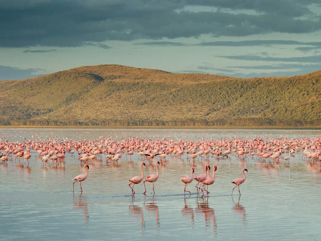 Lac Nakuru, Kenya