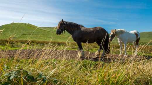 Irische Pferde auf der Wiese 

