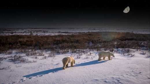 Eisbären in der kanadischen Tundra, in der Nähe von Churchill, Manitoba, Kanada.
