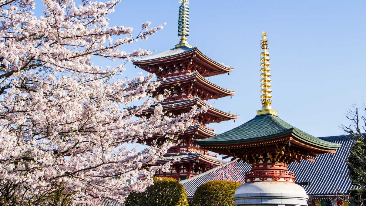 Eine japanische Pagode in Tokio zur Zeit der Kirschblüte