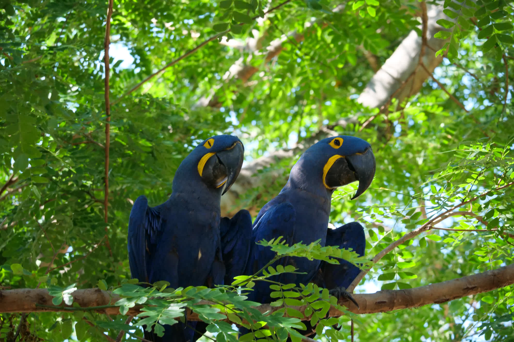 Ein Paar Hyazinthin-Aras auf einem Ast, Porto Jofre, Pantanal, Brasilien.