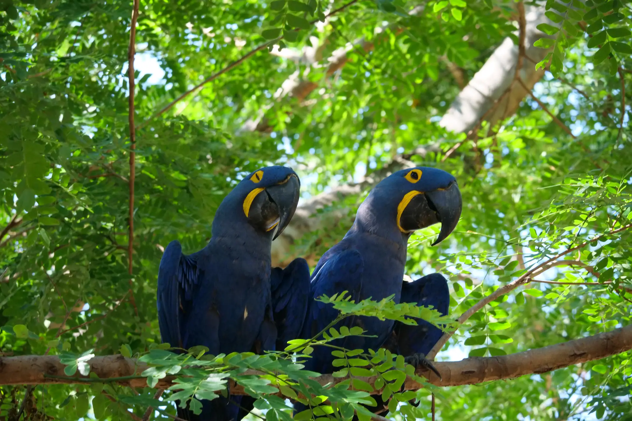 Brasilien, Pantanal, Porto Jofre Ein Paar Hyazinthin-Aras auf einem Ast, Porto Jofre, Pantanal, Brasilien.