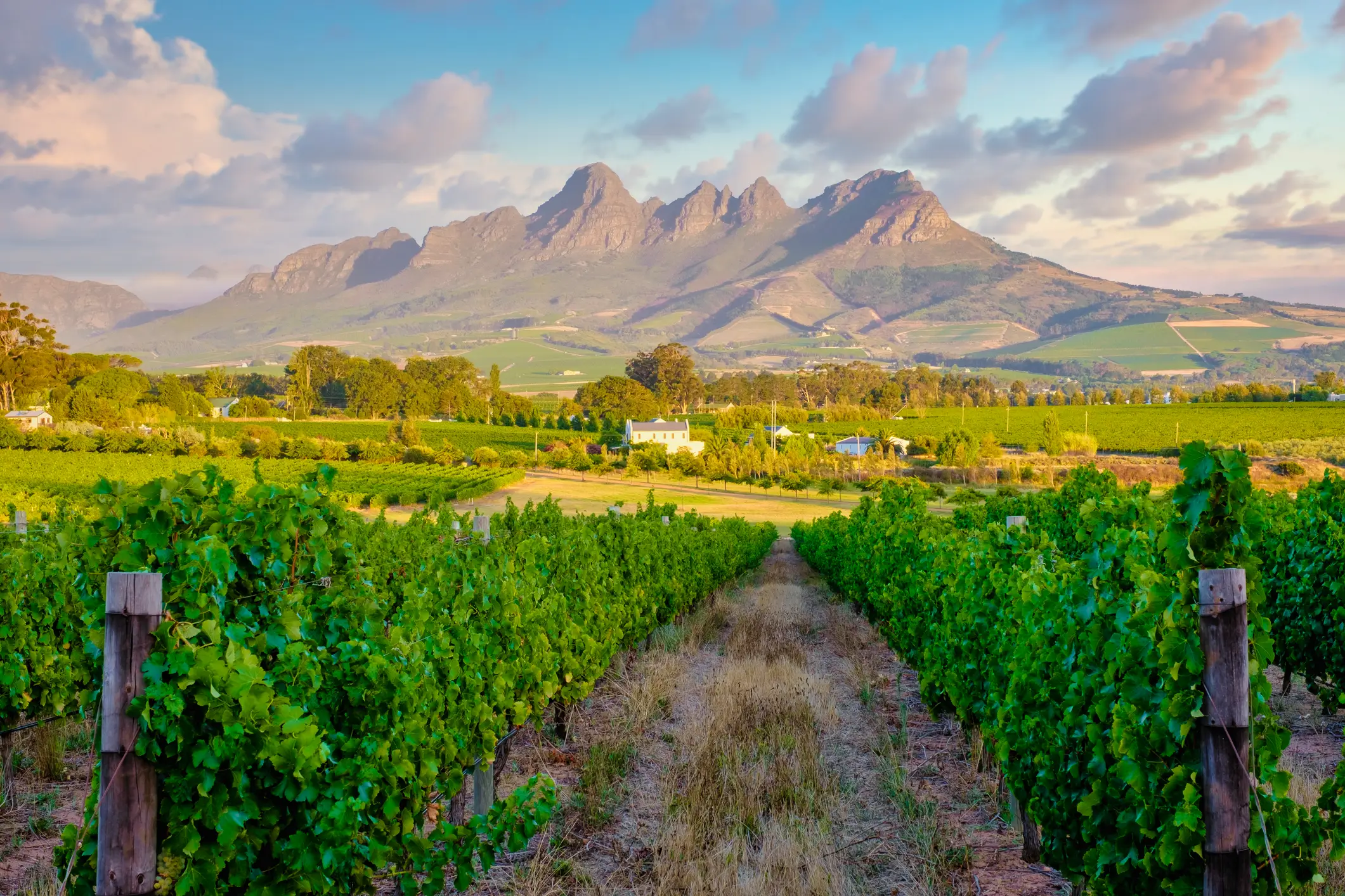 Südafrika, Stellenbosch, Weingut Weinberglandschaft bei Sonnenuntergang mit Bergen in Stellenbosch, bei Kapstadt, Südafrika
