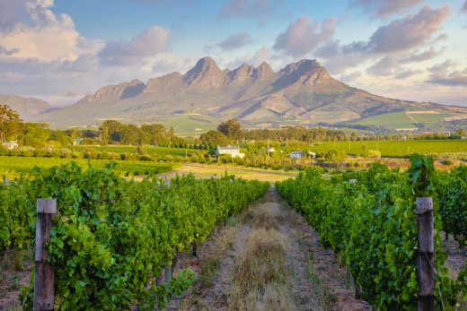 Weinberglandschaft bei Sonnenuntergang mit Bergen in Stellenbosch, bei Kapstadt, Südafrika