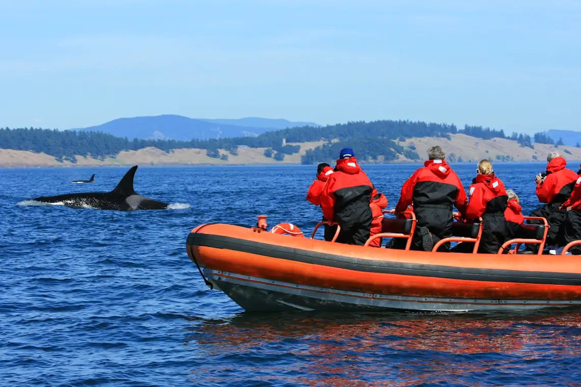 Canada, observation des baleines Observation d'orques en bateau Zodiac, Canada.