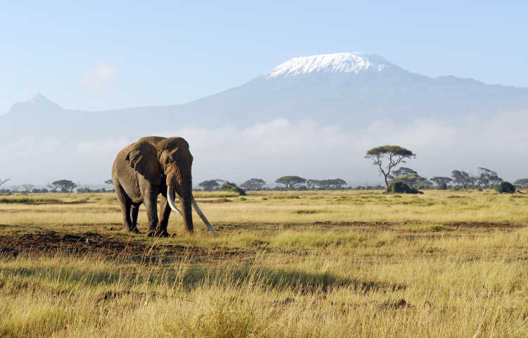Olifantenkudde voor de Kilimanjaro in Kenia