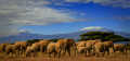 Rencontre avec un troupeau d'éléphants pendant un safari au Kenya avec en arrière plan la célèbre montagne du Kilimandjaro et ses neiges éternelles.
