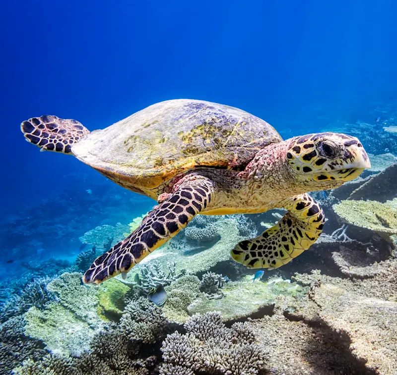 Aktivität, Tauchen, Schildkröte Eine Schildkröte schwimmt durchs Meer.