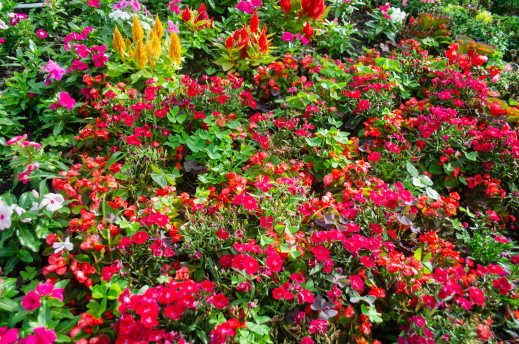 Boquete Mi Jardín Es Su Jardín