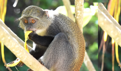 Petit singe gris aux yeux oranges installé sur une branche d'arbre exotique, en train de manger une banane.